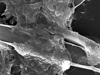 Genomatica Licenses TeselaGen Software For DNA Design